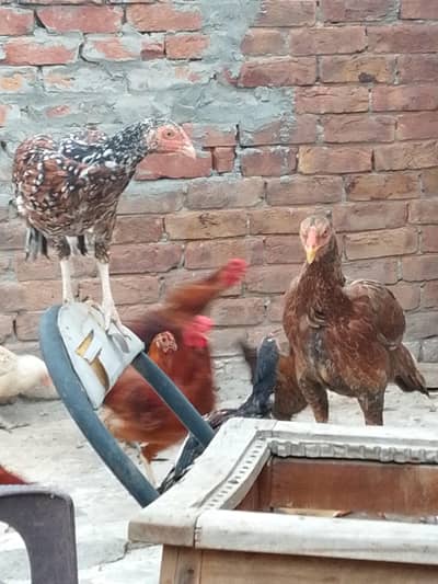 HIGH QUALITY ASEEL FOR SALE