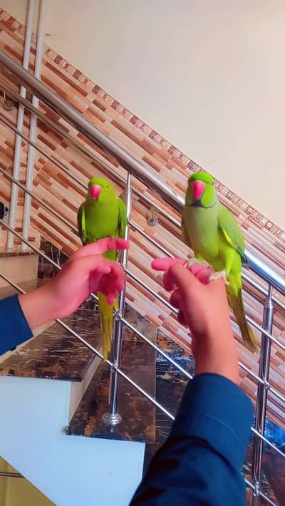Green ringneck parrot pair