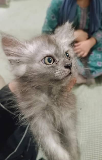 Adorable Kittens for Sale - 2 months old - Active and healthy