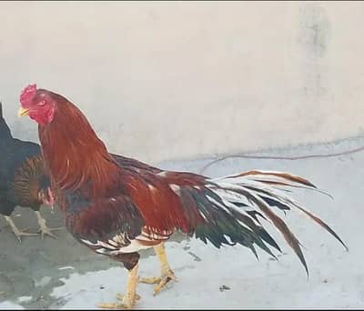 MALE HEN