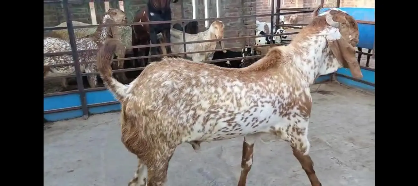 pure makhi cheena goat/ cheeni bakri/ baby goat |desi bakra_بکری — photo 2