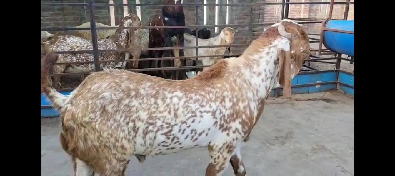 pure makhi cheena goat/ cheeni bakri/ baby goat |desi bakra_بکری — photo 3