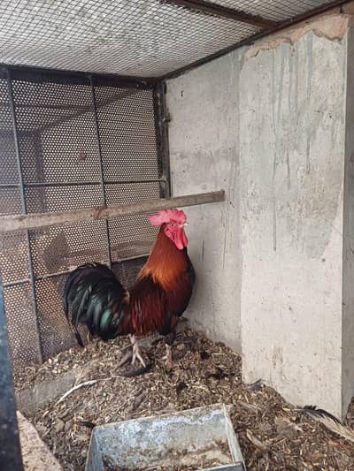 imported breed mix  03020160322