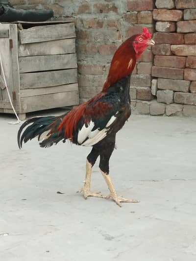 For sale Aseel location fsd