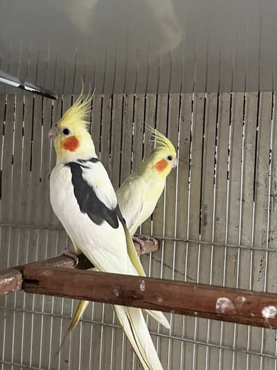 Cockatiel vpied pair