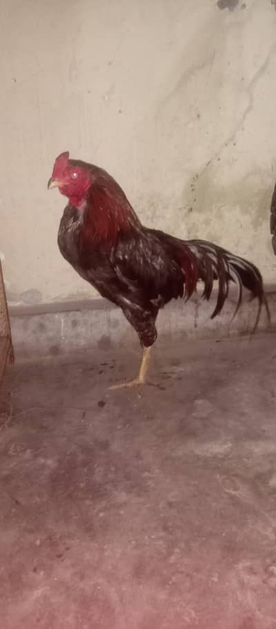 lakha