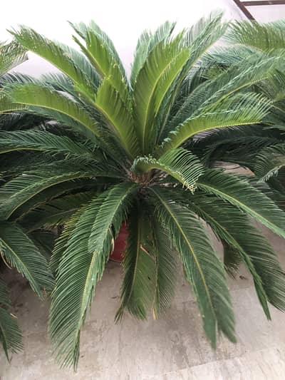 Healthy Mature Sago Palm (Cycas Revoluta) – Large Decorative Plant