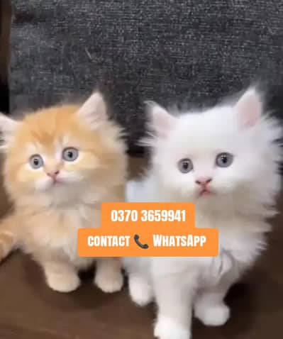 ( Persian Female Kitten ) For sale ( vaccinated )