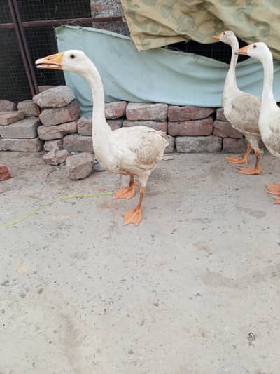 Ghussci  duck white duck beautiful pair
