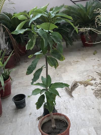 Healthy Mango Plant (Aam Ka Paudha) – Grafted Fruit Plant in Pot