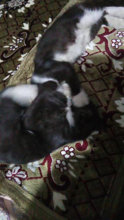 so cute cat 