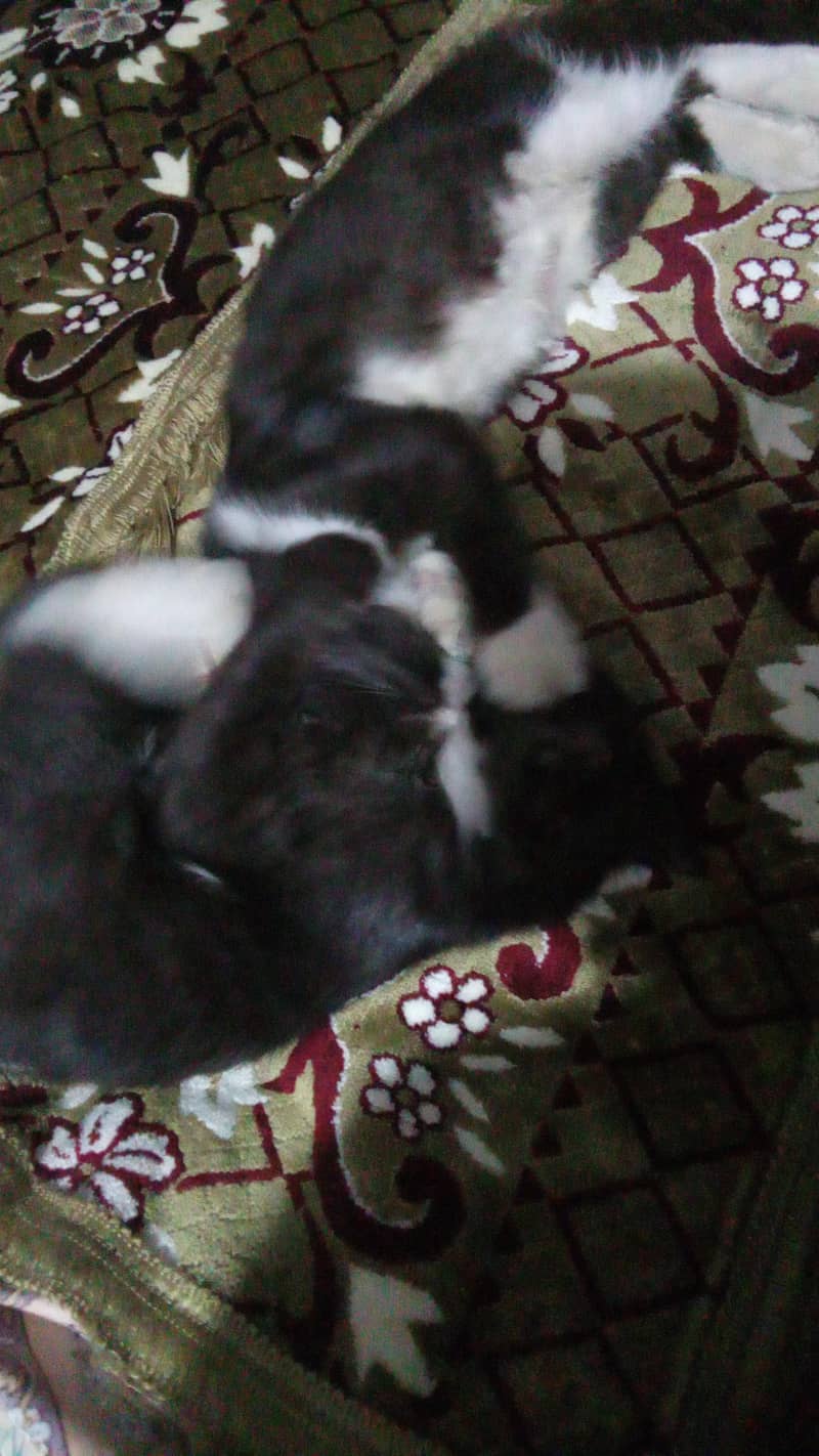 so cute cat  0
