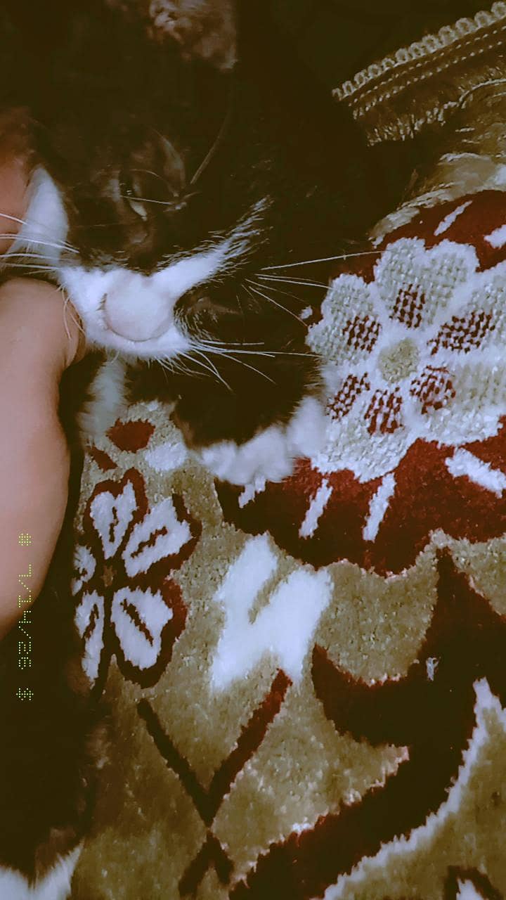 so cute cat  1