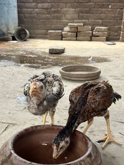 Aseel Chicks for Sale | Jawa Peela Heera Bloodline | 100% Homebred