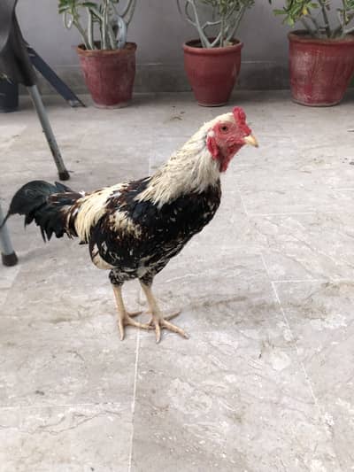 Healthy Aseel Rooster (Desi Murgha) – Strong & Active