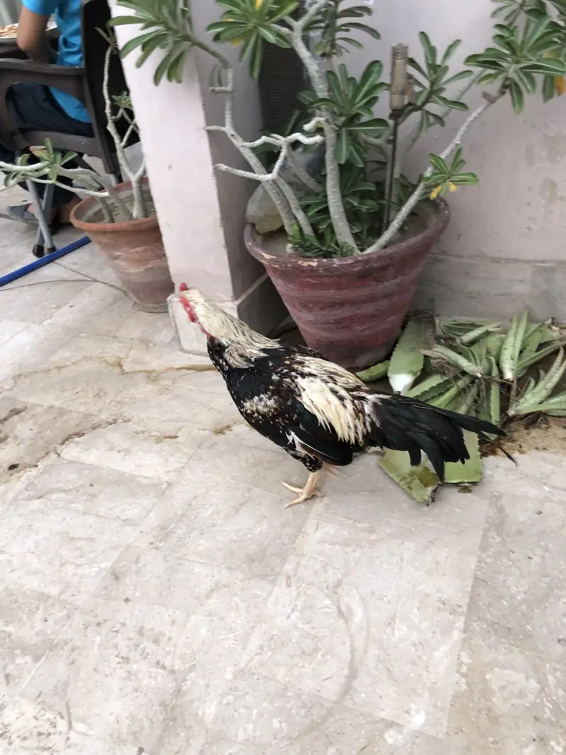 Healthy Aseel Rooster (Desi Murgha) – Strong & Active — photo 2