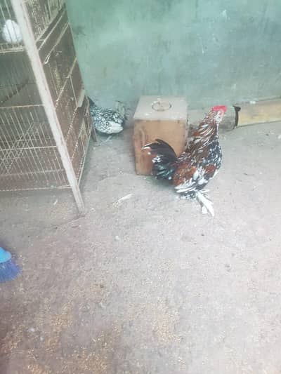 silver sebright hen and molted bentum pair