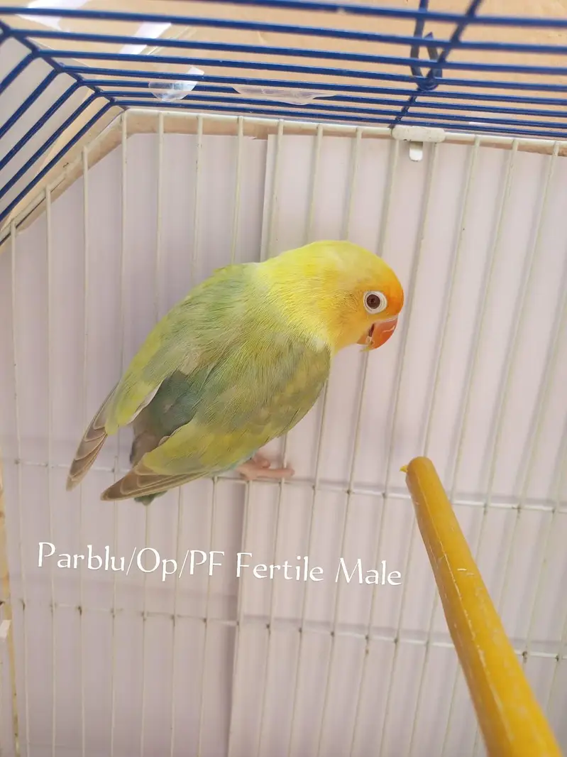 Top quality Love birds — photo 2