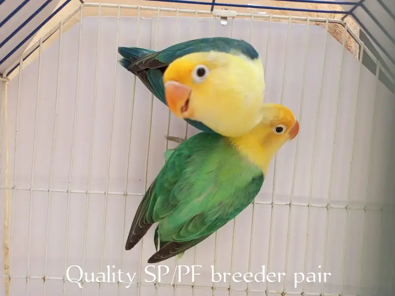Top quality Love birds — photo 3