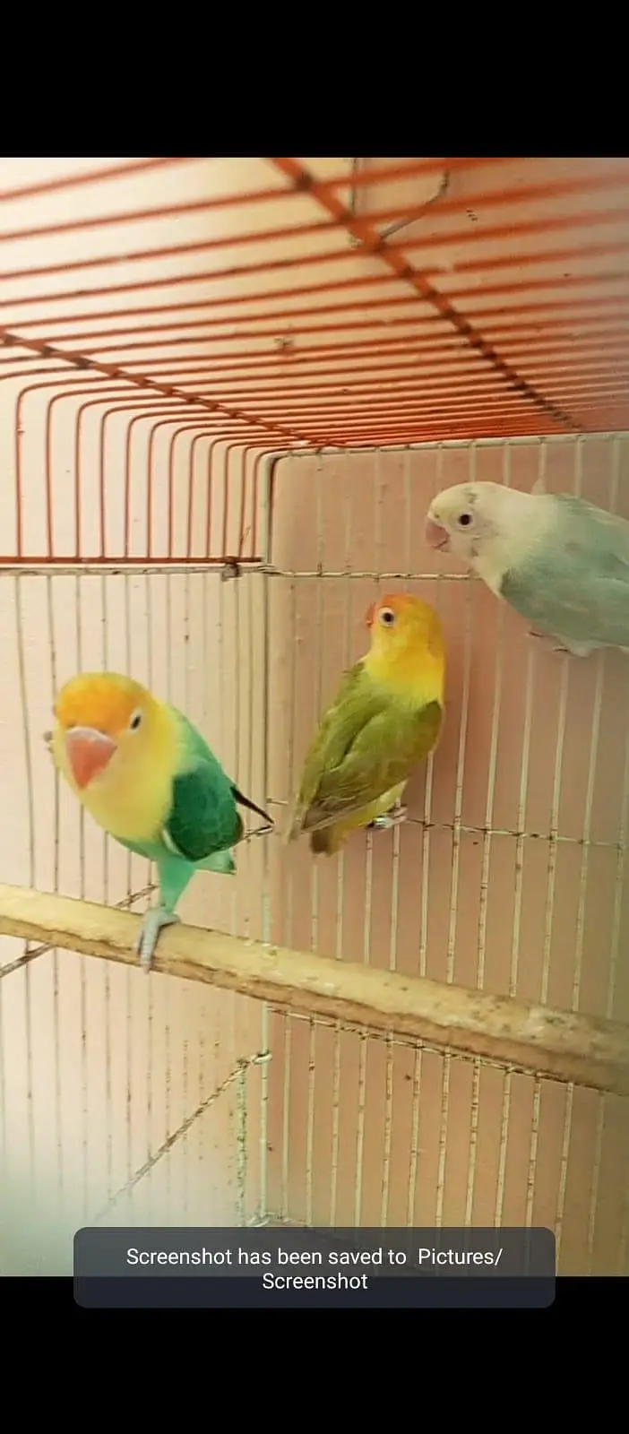 Top quality Love birds — photo 4