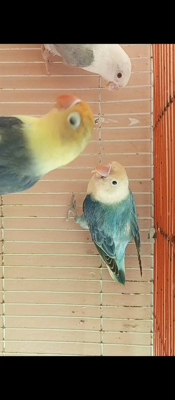 Top quality Love birds — photo 5