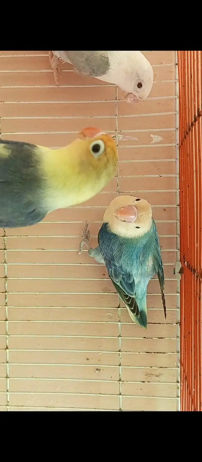 Top quality Love birds — photo 6