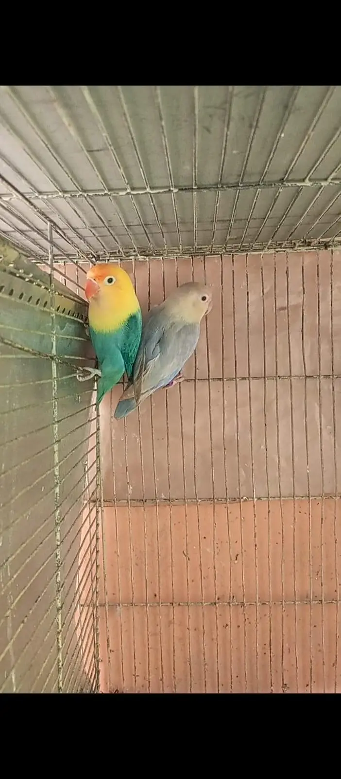 Top quality Love birds — photo 7
