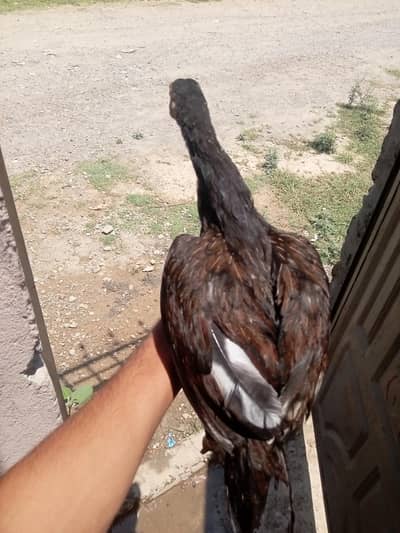 Aseel pathey pathian + kruk hen + hen with chicks . .