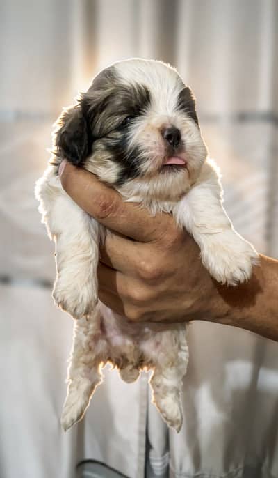 Shihtzu puppies
