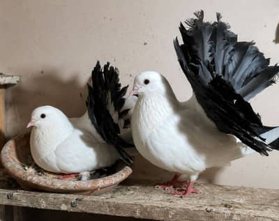 Black Tail Fantail breeder pair for sale