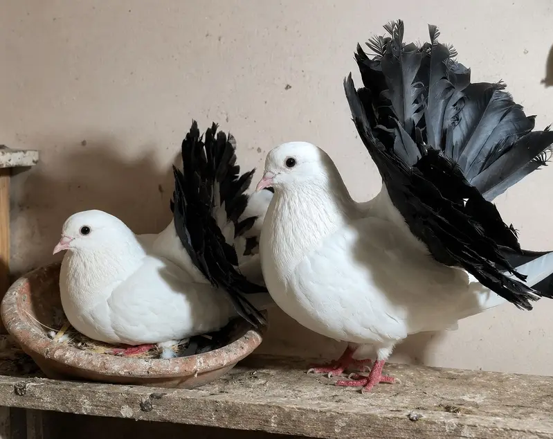 Black Tail Fantail breeder pair for sale