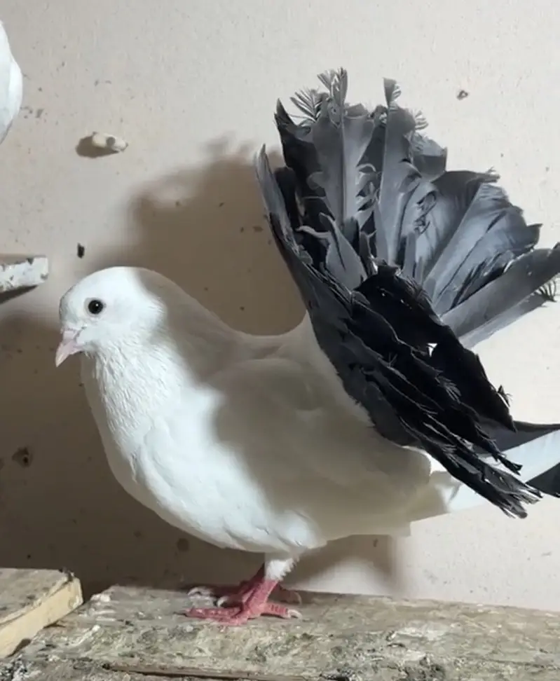 Black Tail Fantail breeder pair for sale — photo 3