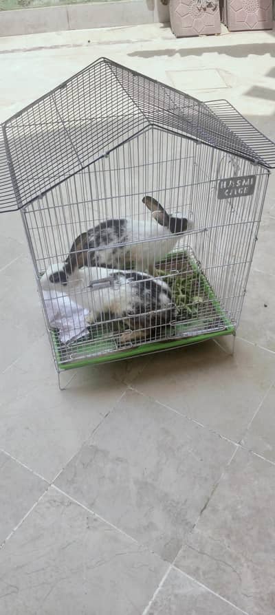 Beautiful healthy 2 Rabbits