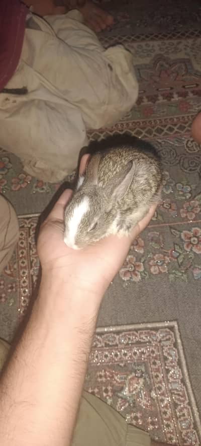 1 male 1 female pair
