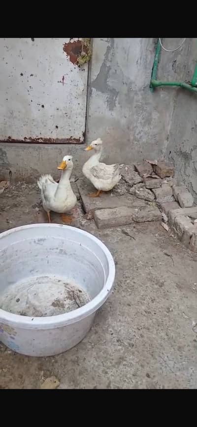 Crusted ducks