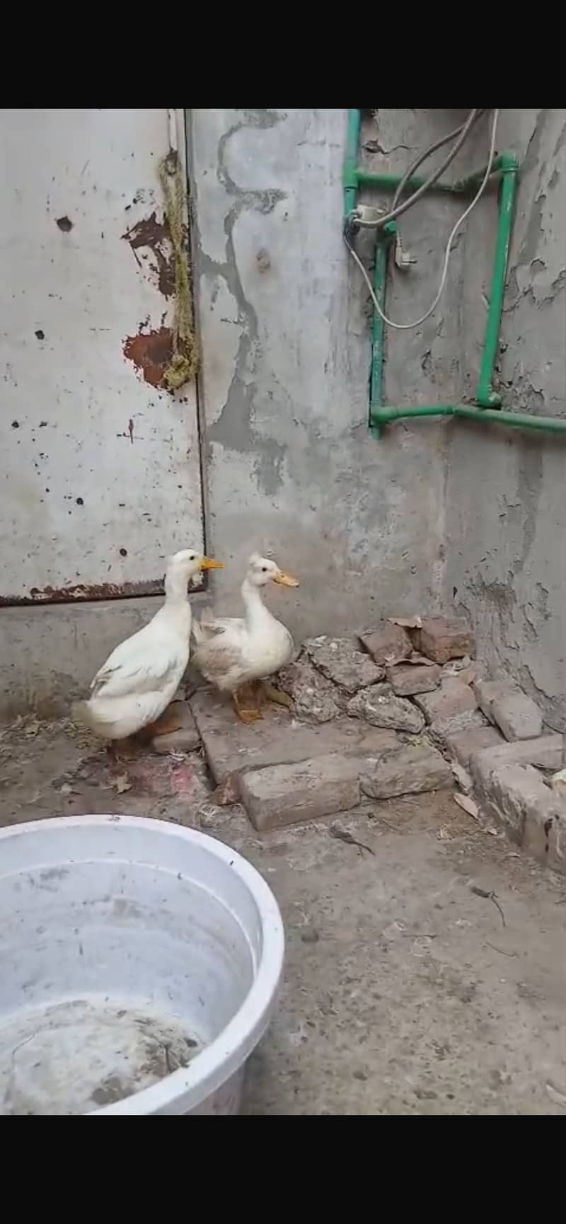 Crusted ducks 1