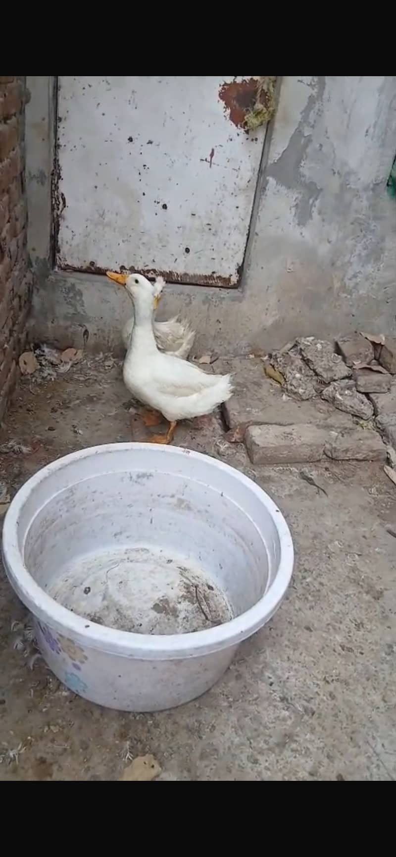 Crusted ducks 2