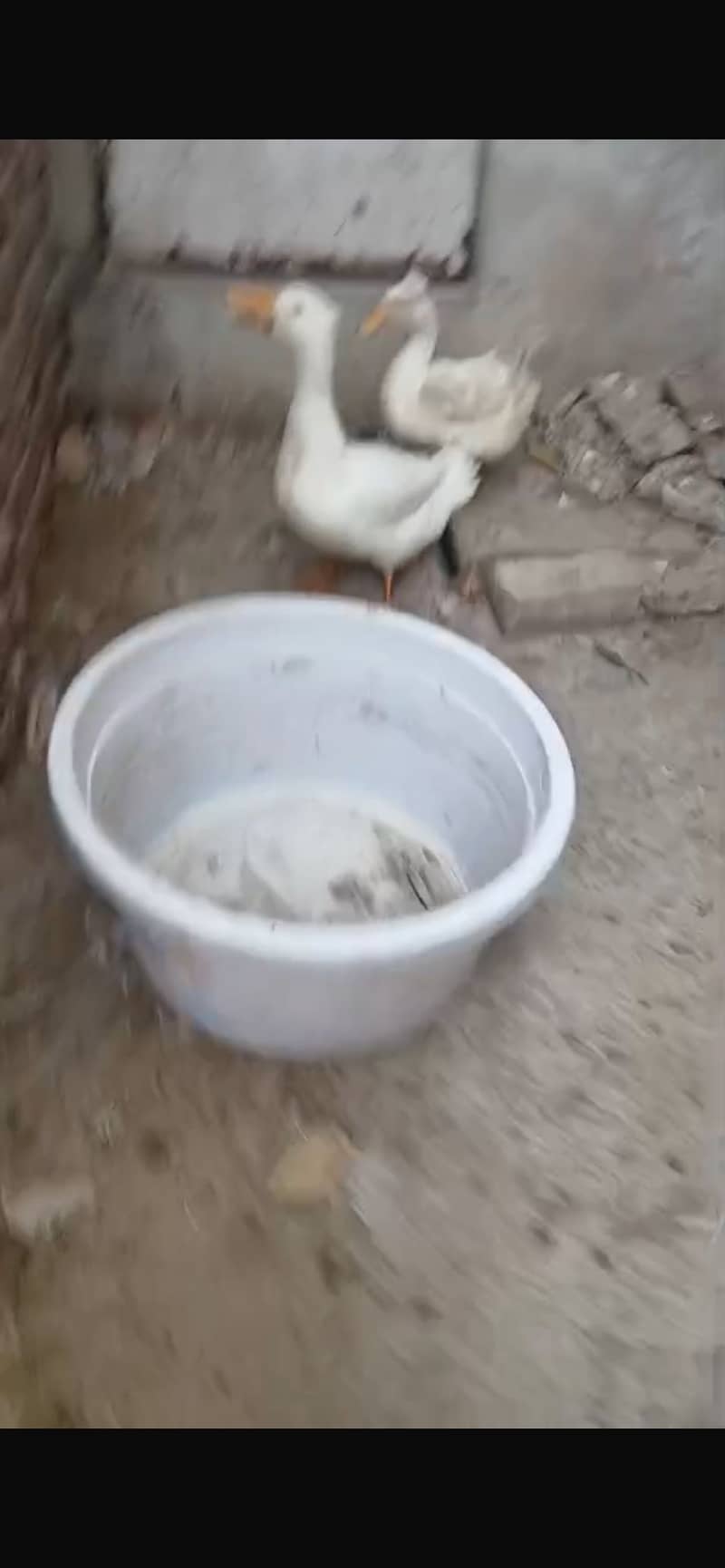 Crusted ducks 3
