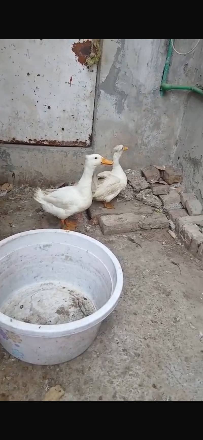 Crusted ducks 4