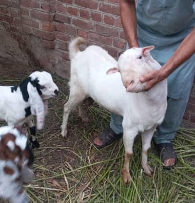 Russian Tedda Breeder Pair 0329.0443543