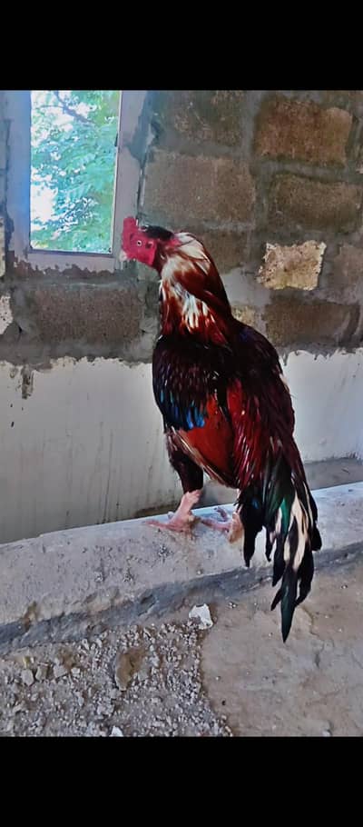 Aseel Mainwali breeding murga best quality