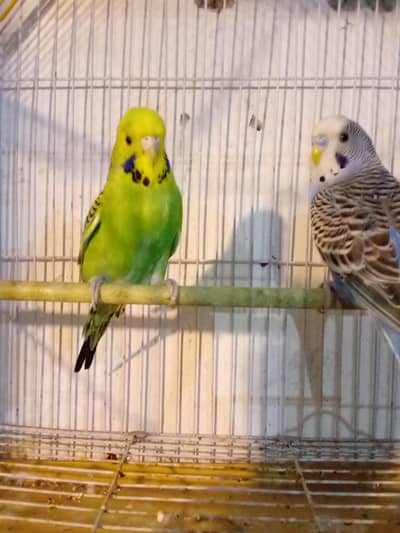 king size Australian parrots /bugies parrot /Australian parrot