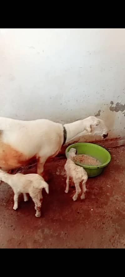 sheep for sale