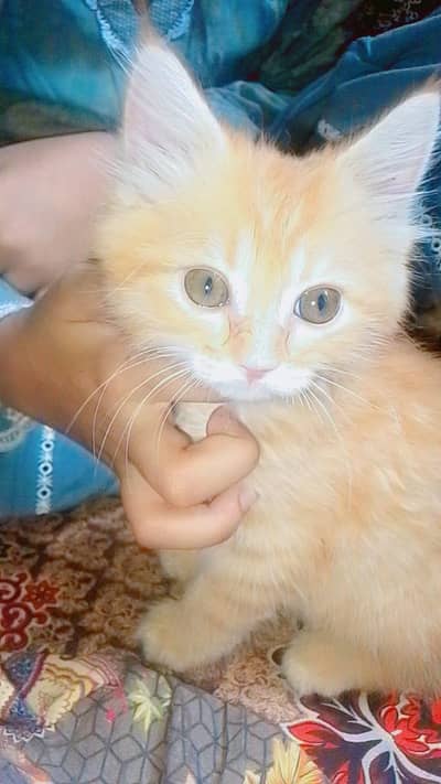 kitan mashallah bahut pyara bacha ha
