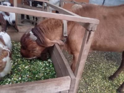 Breeder desi Bakra