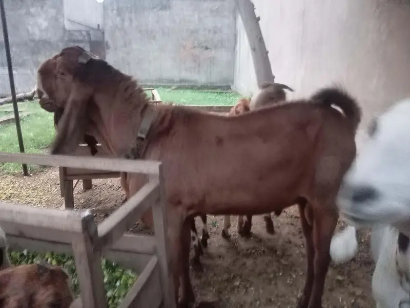 Breeder desi Bakra — photo 2