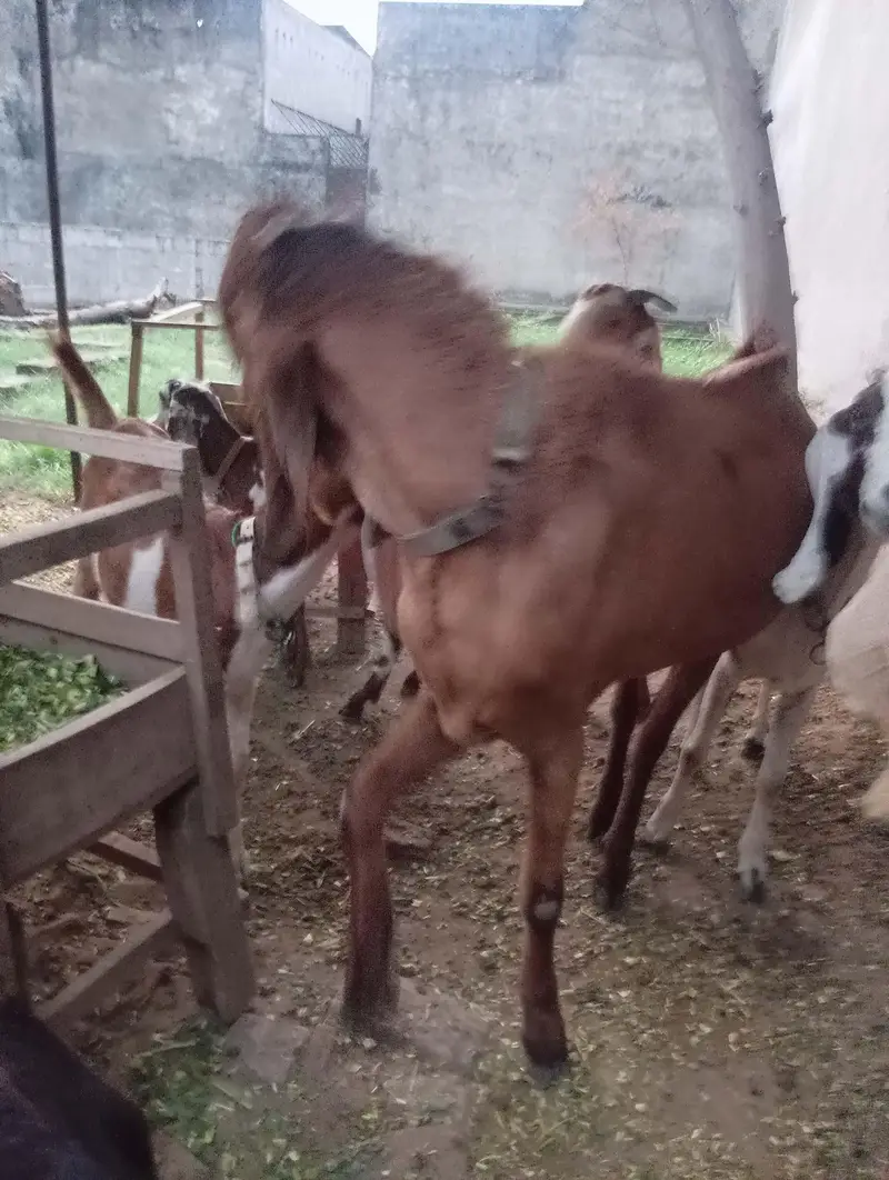 Breeder desi Bakra — photo 3