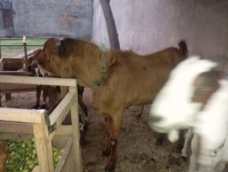 Breeder desi Bakra — photo 4