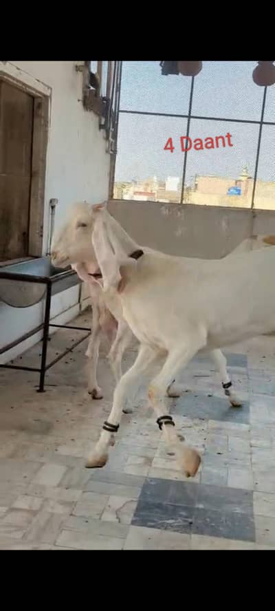 2 Gulabi Female Bakriya