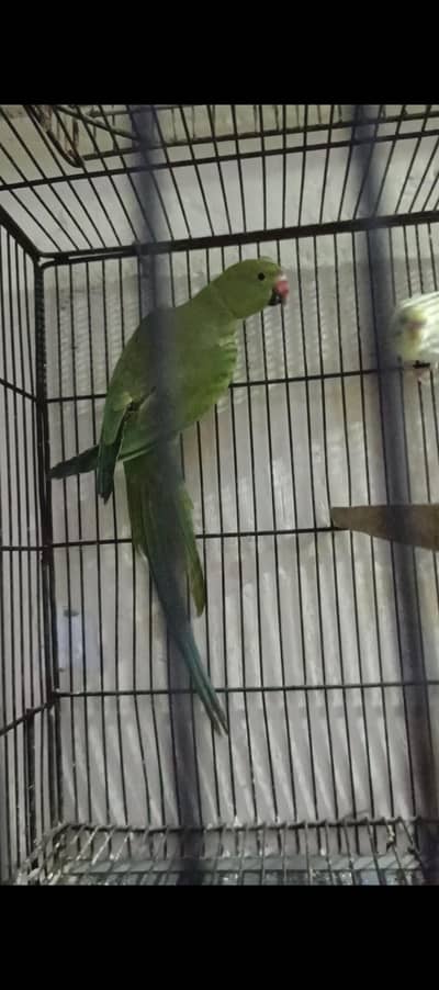 Green ring female . . budgies . pigeons. . ducks